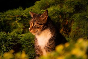 Cat enjoying the sunset