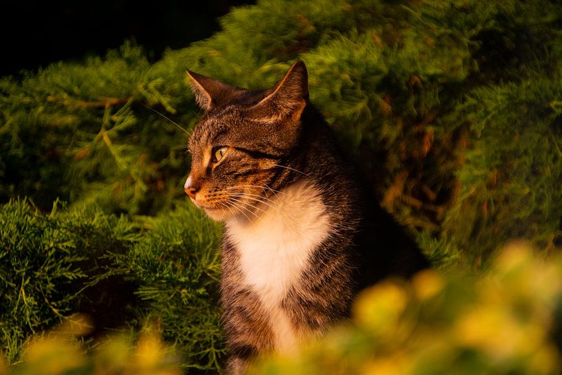 Kat geniet van ondergaande zon van FotoGraaG Hanneke