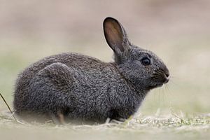 Konijn / wild konijn ( Oryctolagus cuniculus ), zwart wild konijn, gefotografeerd op ooghoogte, wild