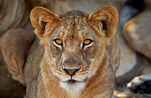 Young lion in Africa van W. Woyke