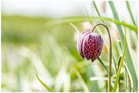 Kiewitsbloem