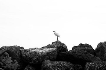 Egret in the calm