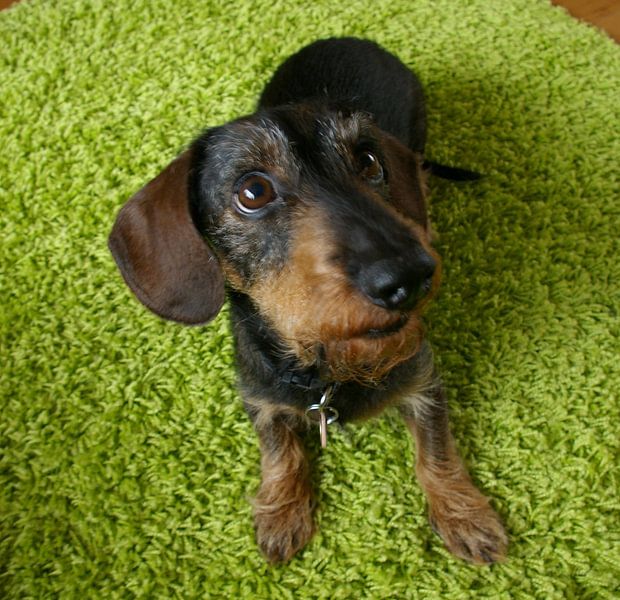teckel on a green carpet by sandra berentsen