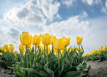 Les tulipes, un jour d'été, donnent une combinaison de couleurs brillantes. sur Peter de Jong