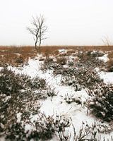 Birch trees in a snowy heath landscape on the Veluwe