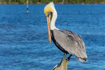 USA, Florida, Schöner erwachsener brauner Pelikan auf einem Holzstapel im Wasser stehend von adventure-photos