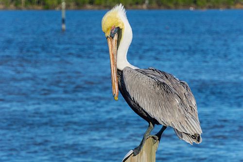 USA, Florida, Mooie volwassen bruine pelikaan staand op een houtstapel in het water