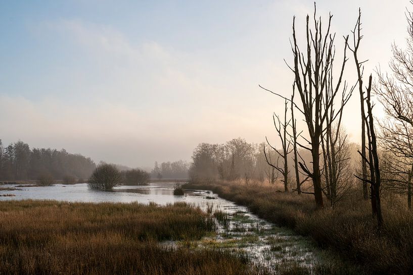 Morgenstilte in de Moerassen De Peel Griendtsveen van Femke Ketelaar