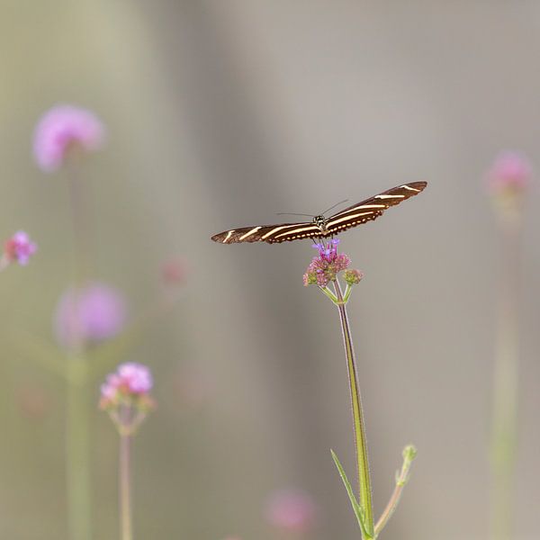 Only by Inge Bogaards