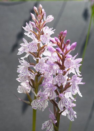 Soldaatje, kleine orchidee