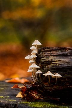 Kabouter paddenstoel trap