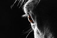 Paarden oog close up 1 van Wybrich Warns thumbnail