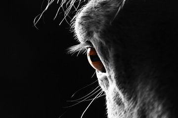Paarden oog close up 1 van Wybrich Warns