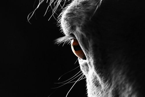 Horse eye close up 1