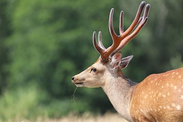 Portrait de cerf sur Heike Hultsch