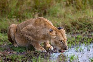 durstige Löwin von Peter Michel