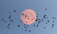 Murmuration of Common Starlings (Sturnus vulgaris)