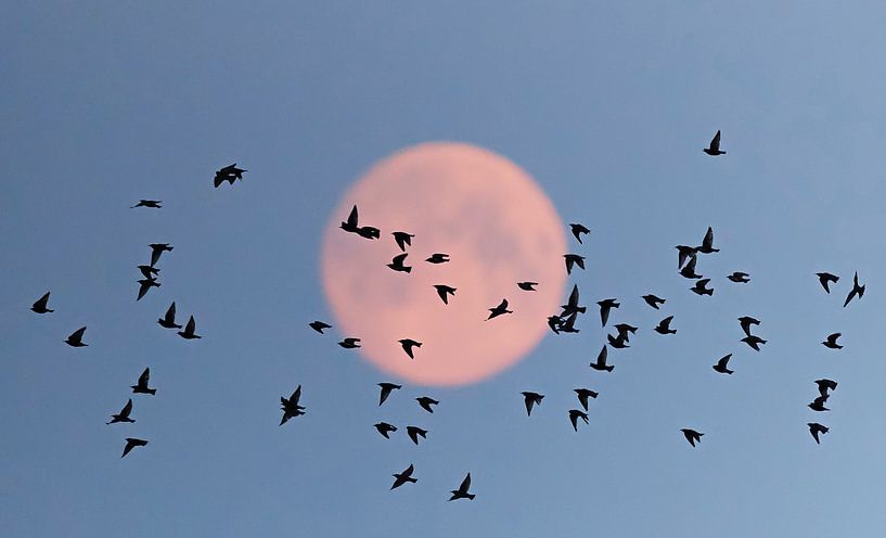 Murmuration of Common Starlings (Sturnus vulgaris) by Beschermingswerk voor aan uw muur