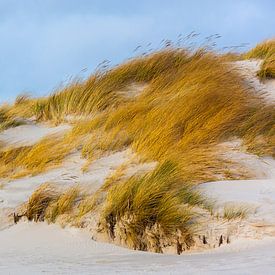 The wind sweeps over the dunes by Daniela Beyer