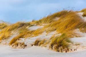 Der Wind streift über die Dünen an der Nordseeküste
