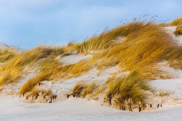 De wind waait over de duinen van Daniela Beyer
