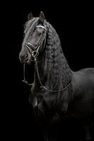 Statig Portret van een Fries Paard op zwarte achtergrond.