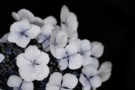 Jacinthe avec une faible profondeur de champ sur fond noir sur Acharya Fotografie