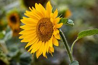 Zonnebloemen in de nazomer