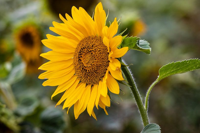Zonnebloemen in de nazomer by henry hummel