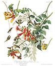 Robijnkeelkolibrie van Birds of America thumbnail