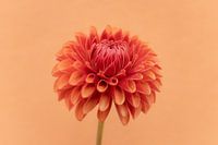 L'amour des dahlias's 7