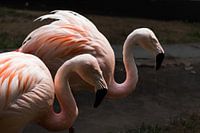 een koppel flamingo's