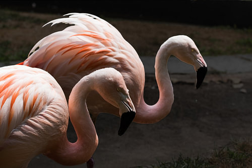 een koppel flamingo's