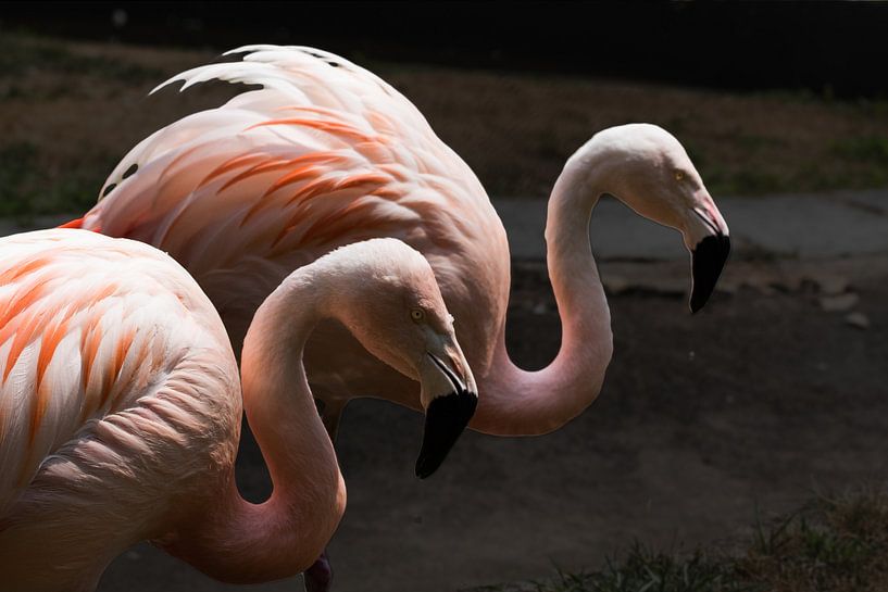een koppel flamingo's von peters-fotos.nl