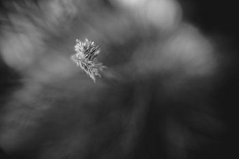 Fahne aus blauem Schafsgras