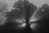 Light