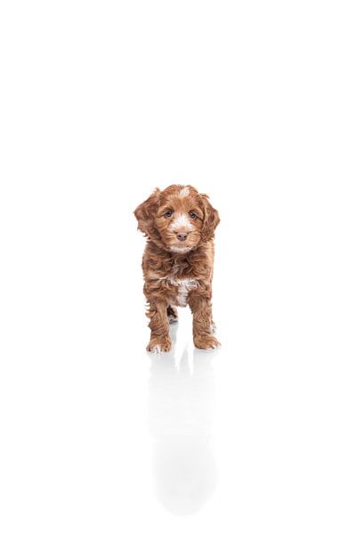 Labradoodle Welpe Hund auf weißem Hintergrund von Ellen Van Loon