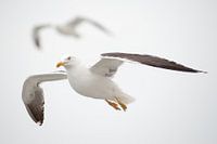 De meeuw vliegt in de lucht