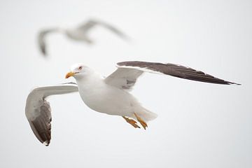 Die Möwe fliegen in der Luft von Rene du Chatenier