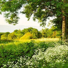 Landstraße mit Bäumen und Fluitekruid von Corinne Welp