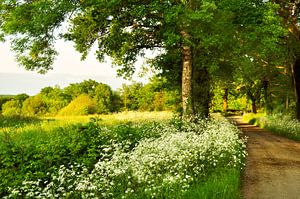 Route de campagne avec arbres et Fluitekruid sur Corinne Welp