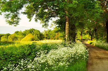 Country road with trees and Fluitekruid