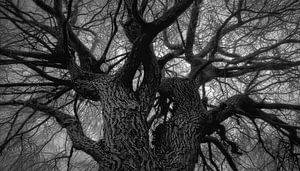 L'arbre du bien et du mal