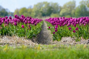 Tulipes violettes sur Martijn van der Nat