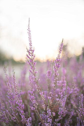 Die goldene Stunde auf den violetten Feldern