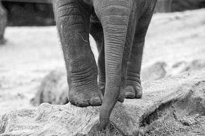 Junger asiatischer Elefant  von Kaj Hendriks