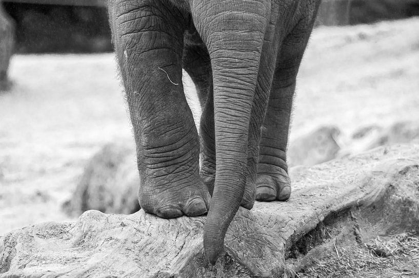 Jonge Aziatische olifant  van Kaj Hendriks