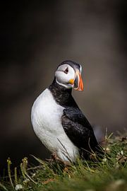 Puffin, oiseau-perroquet, côte est de l'Écosse