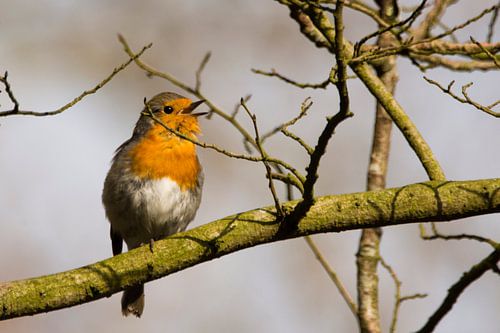 Robin in the morning sun