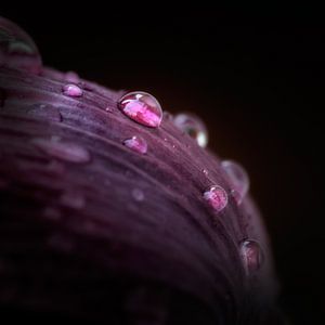 Purple rain sur Ruud Peters